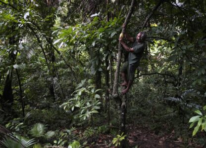 Indonesia Deforestation Nickel Smelters