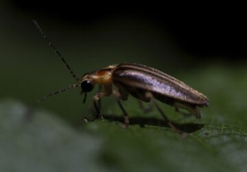 Climate Fireflies Flickering Future