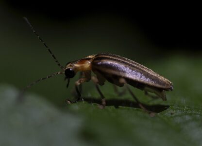 Climate Fireflies Flickering Future