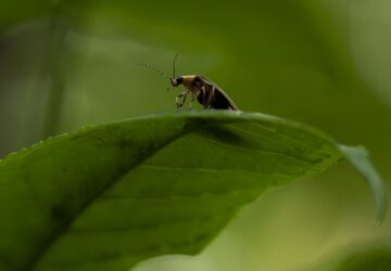 Climate Fireflies Flickering Future