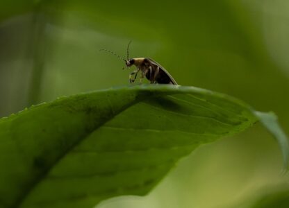 Climate Fireflies Flickering Future