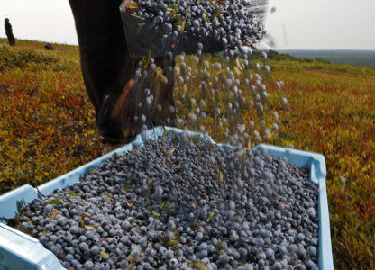 APTOPIX Food and Farm Maine Blueberries