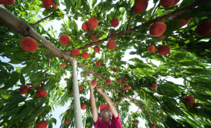 Japan Fukushima Recovery Series – Fukushima Peach