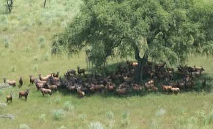 South Sudan Animal Migration